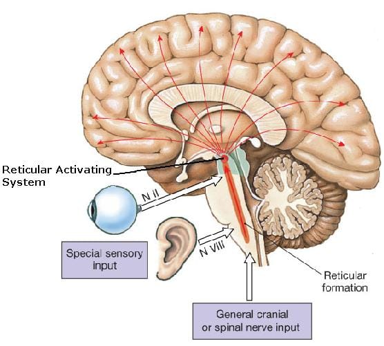Reticular activating system diagram showing how the brainstem filters sensory input and directs attention to conscious awareness