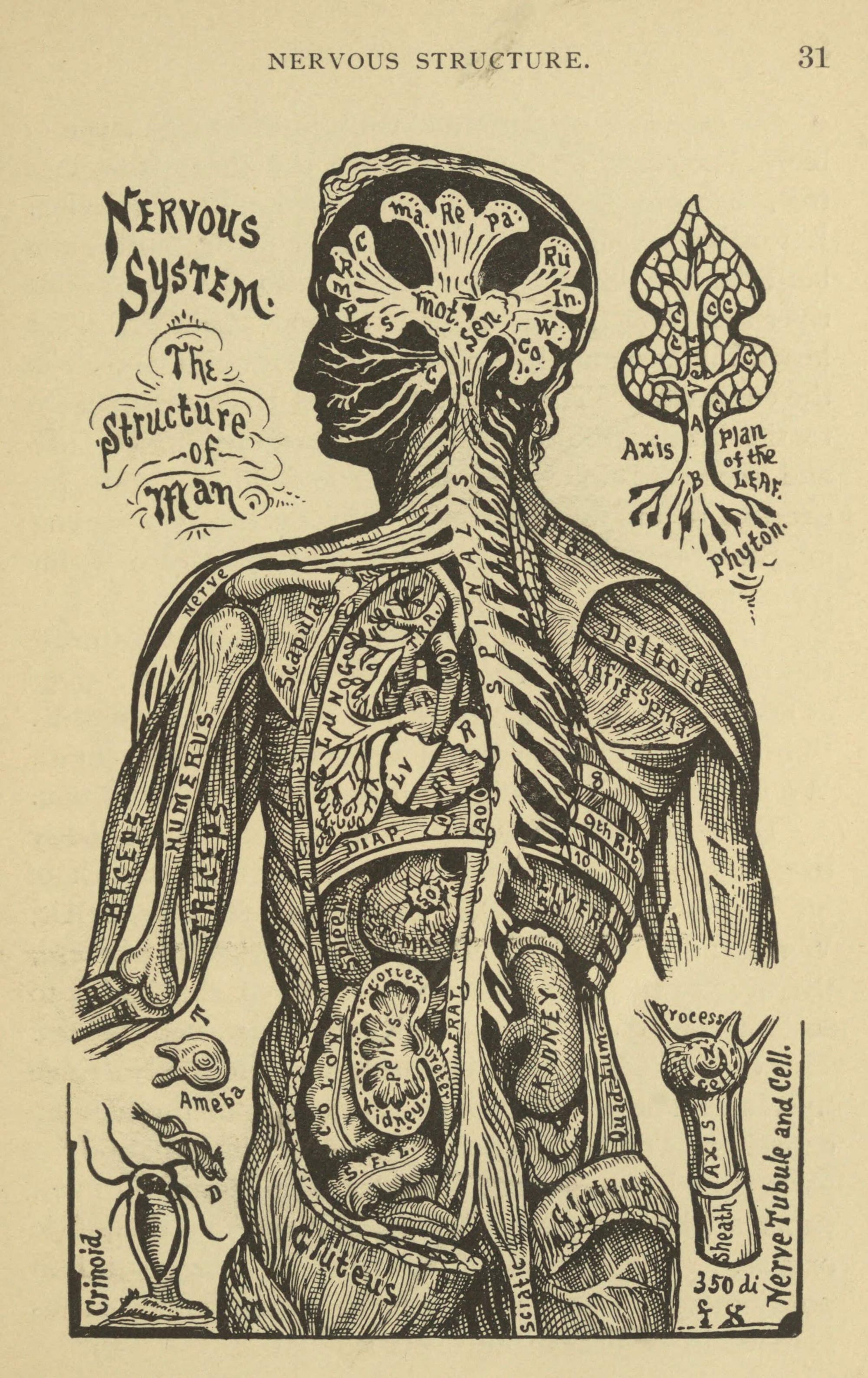 Alesha Sivartha Nervous Structure 1898 anatomical diagram of the human nervous system showing brain spinal cord and pathways linked to subconscious programming