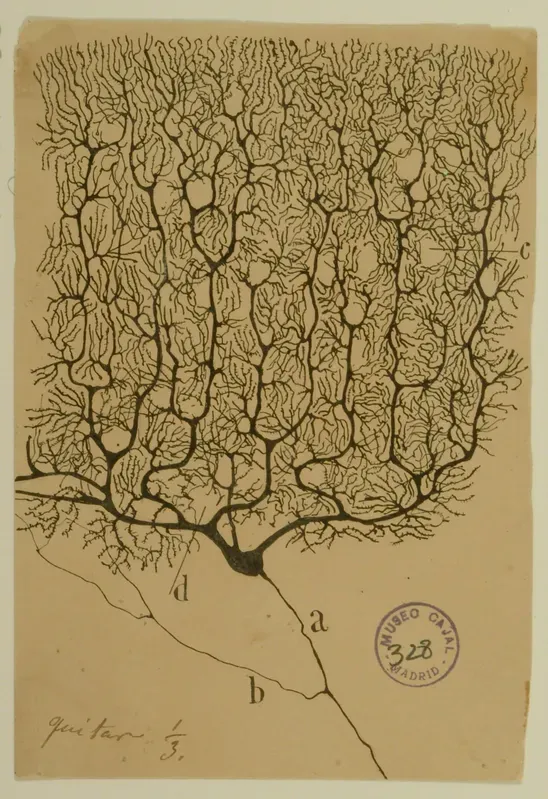 Santiago Ramon y Cajal Purkinje neuron drawing showing branching neural networks in the cerebellum