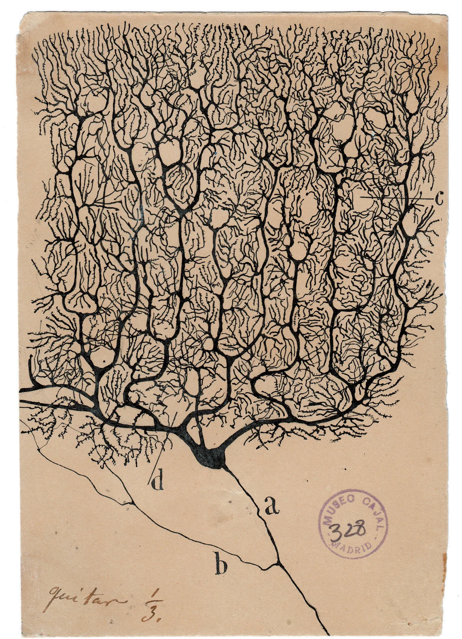 Santiago Ramon y Cajal Purkinje neuron drawing cerebellum illustrating neural pathways and subconscious pattern formation in the brain
