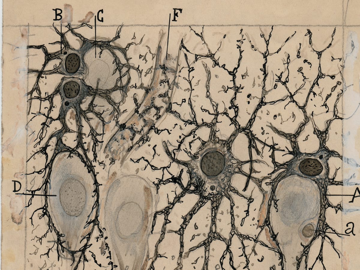 Scientific drawing of astrocytes and neurons by Santiago Ramón y Cajal showing interactions between glial cells neurons and blood vessels