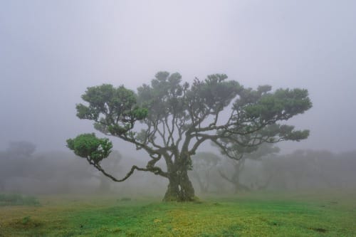 Ancient tree standing in dense morning fog, symbolizing the mystical power of the mind as a wishing tree