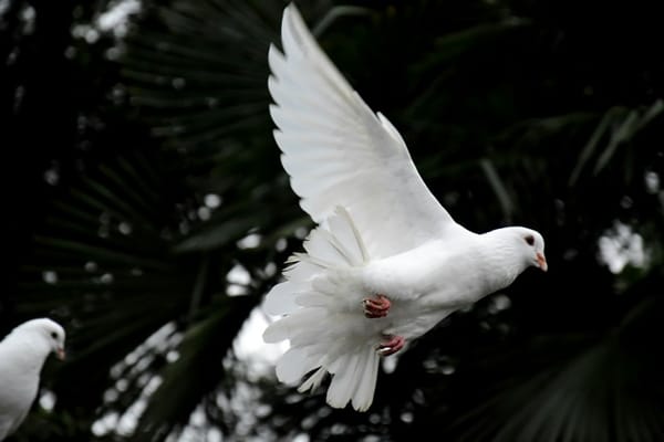 White dove in flight with wings open representing divine connection in Conversations with God.