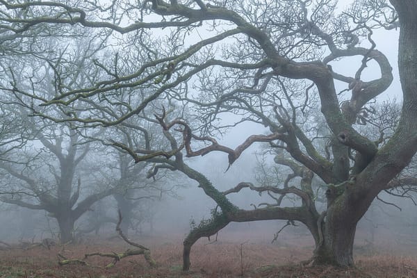 European oak forest at twilight symbolizing the moment before Joan of Arc’s divine calling.